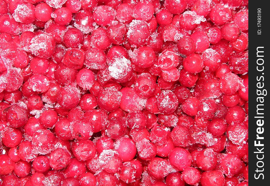 A close-up view of frozen red foxberries. A close-up view of frozen red foxberries