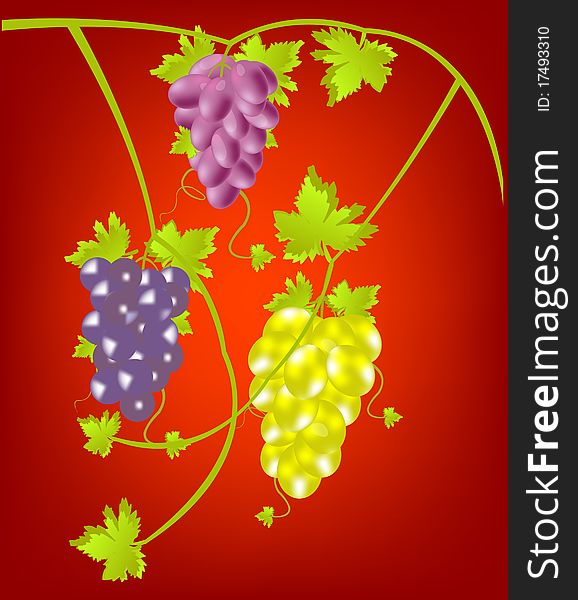 Miscellaneouses of the sort of grape on red background. Miscellaneouses of the sort of grape on red background