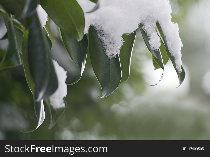 Leaves with thick snow layer