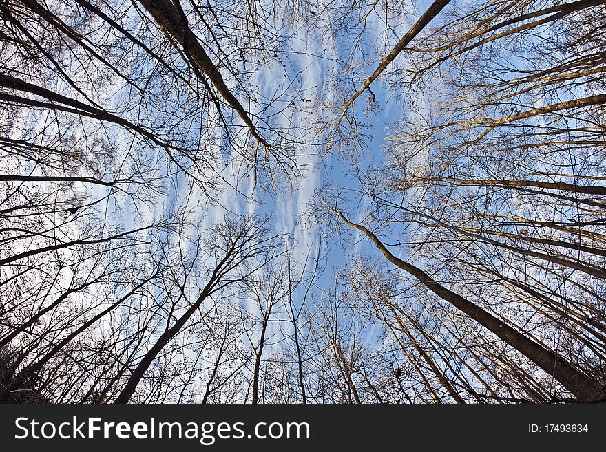 Crown of trees in forest with blue sky. Crown of trees in forest with blue sky