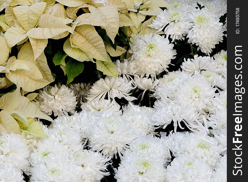 Closeup of white chrysanthemums and yellow leaves