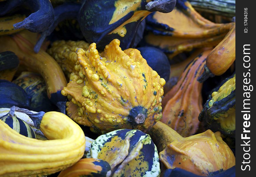 Ornamental gourds in various shapes and colors