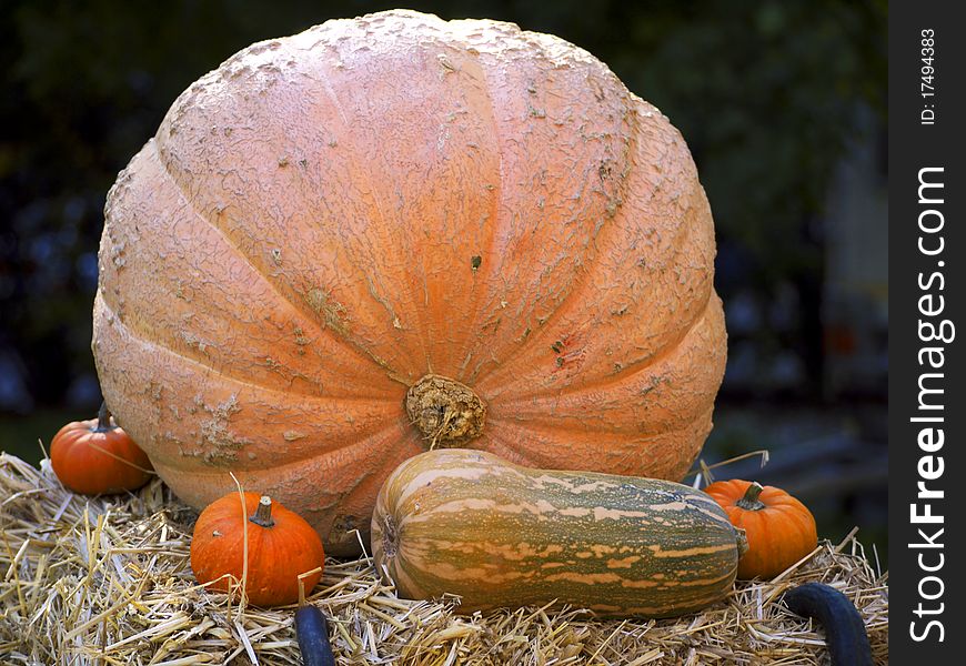 Different pumpkins big and little on straw. Different pumpkins big and little on straw