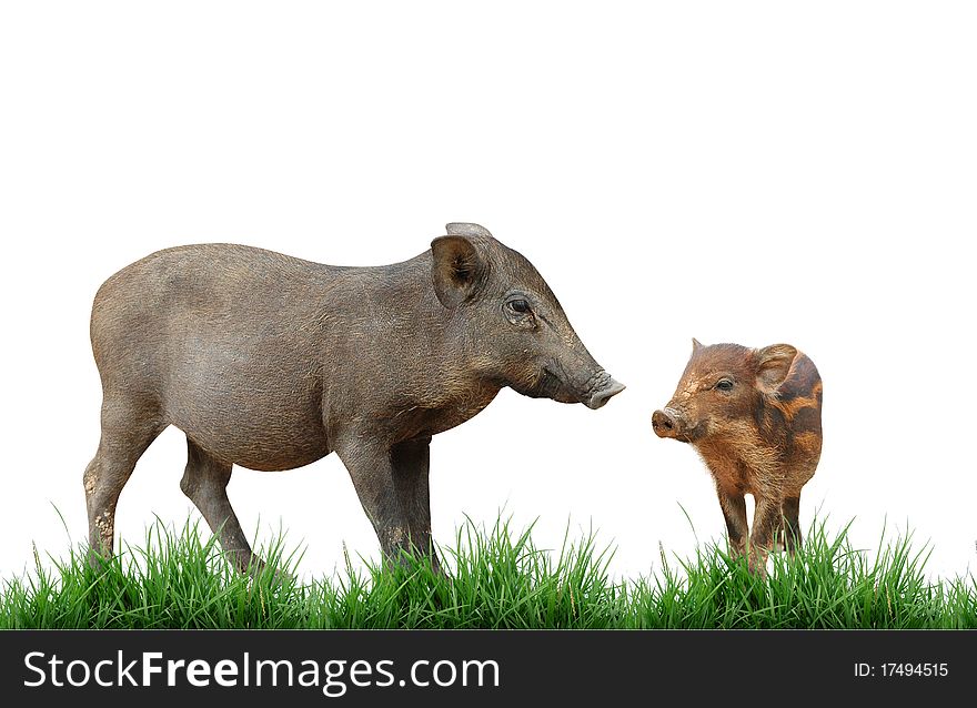 Wild boar on white background