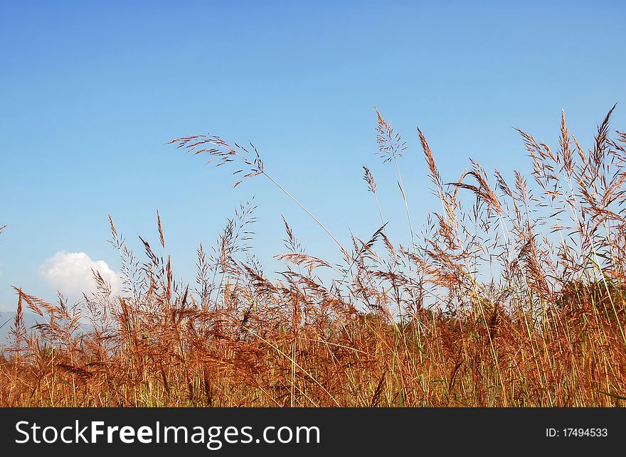 Grass field with blue sky