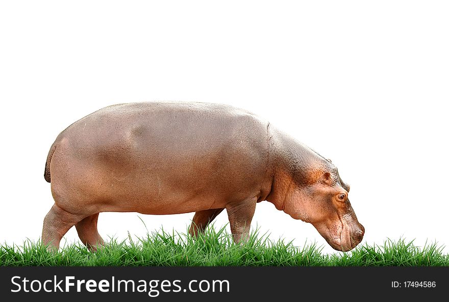 Hippopotamus with grass on white background