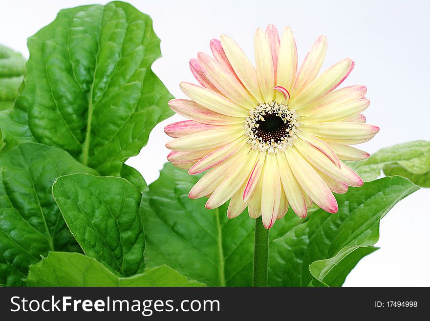 Summer flowering bloom in pastel shades of pink and yellow. Summer flowering bloom in pastel shades of pink and yellow