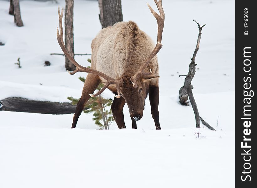 Bull Elk during winter in Yellowstone