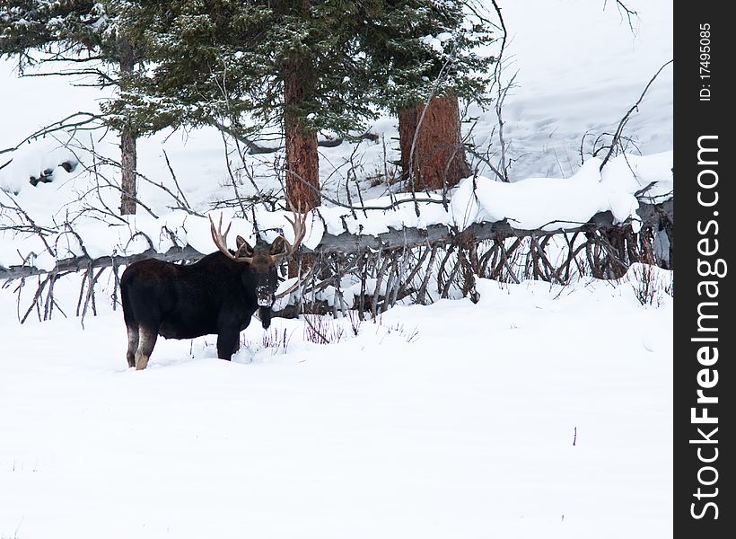 Bull Moose during winter in Yellowstone