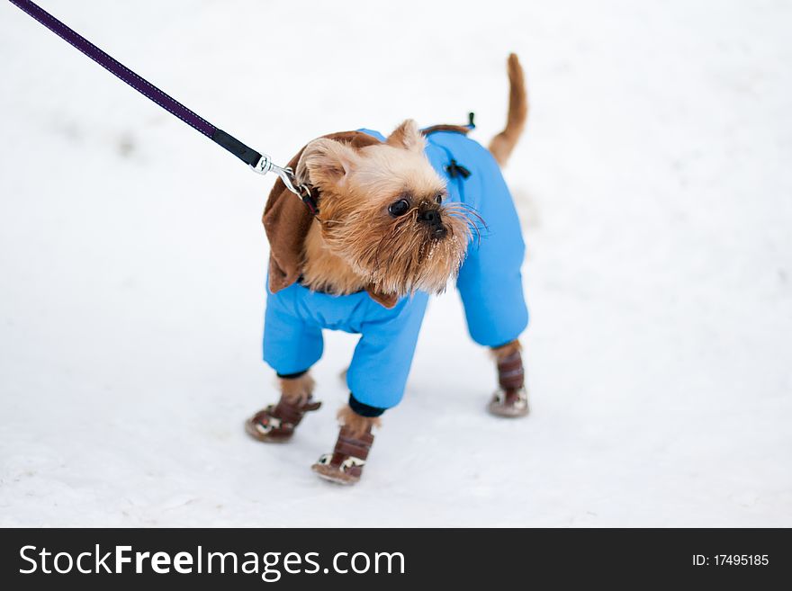 Smooth haired Brussels Griffon puppy is walking in winter park on the snow. Smooth haired Brussels Griffon puppy is walking in winter park on the snow