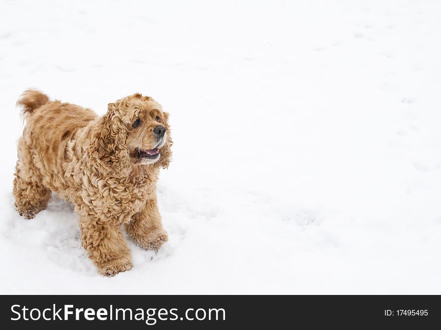 Red spaniel dog play in the snow in winter looks requests have
