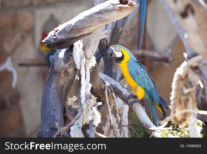 Blue and yellow macaw on a branch