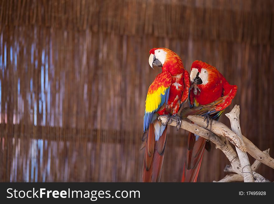 Two Macaw Parrots