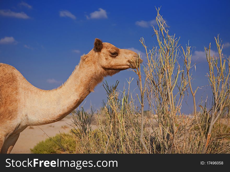 One hungry camel in the desert