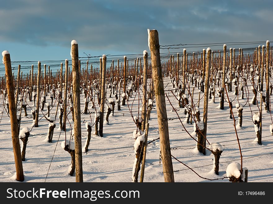 Vineyard At Winter