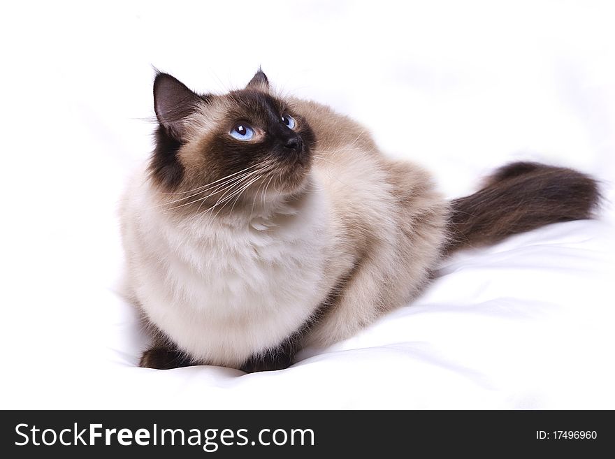 Ragdoll cat isolated on a white background