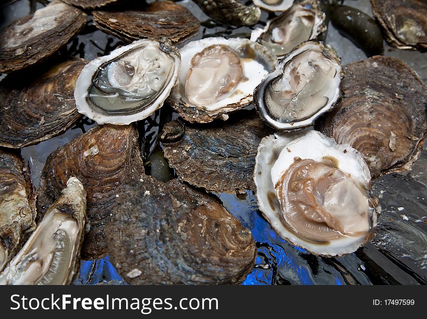 Fresh oysters are laid out on the ice. Fresh oysters are laid out on the ice.