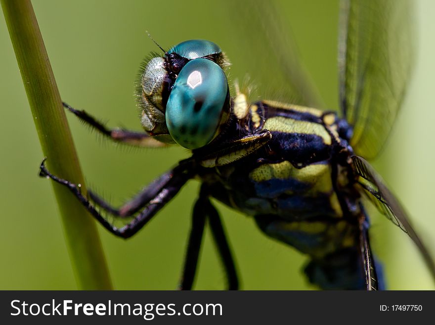 Close-up of dragonfly resting on plant stalk