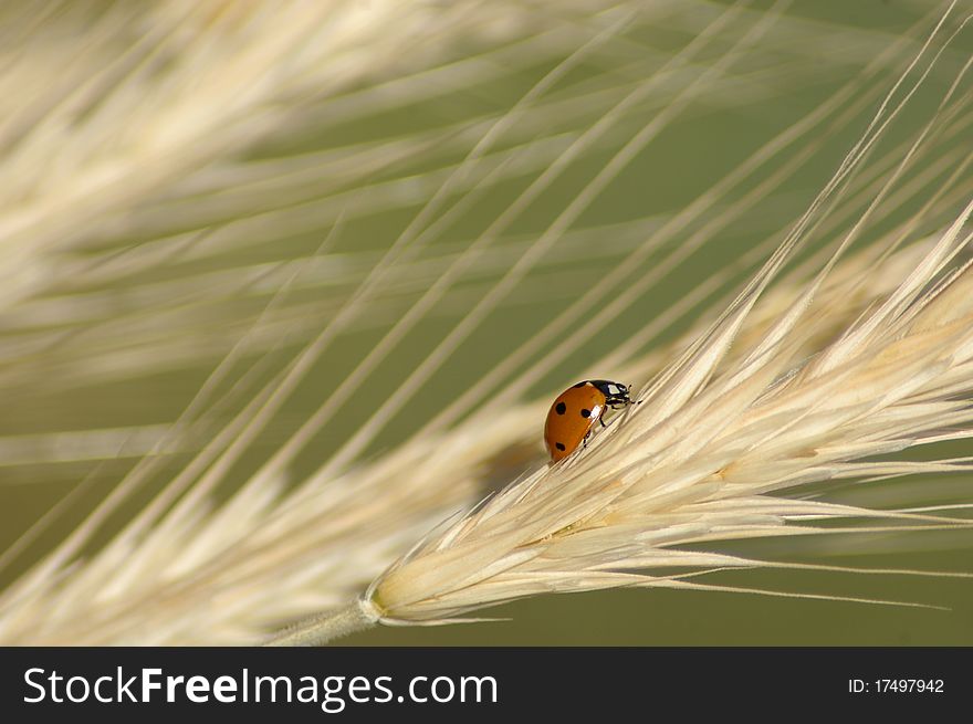 Ladybug on a rye ear