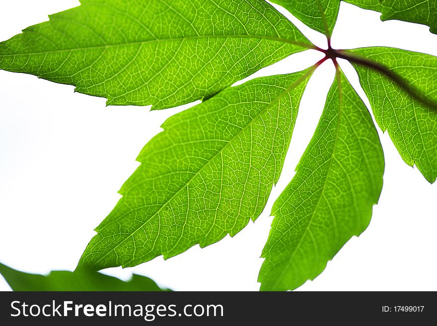 Closeup of a green leafes on a light background. Closeup of a green leafes on a light background