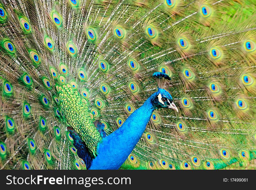 Beautiful portrait of a peacock surrounded by its attractive feathers. Beautiful portrait of a peacock surrounded by its attractive feathers