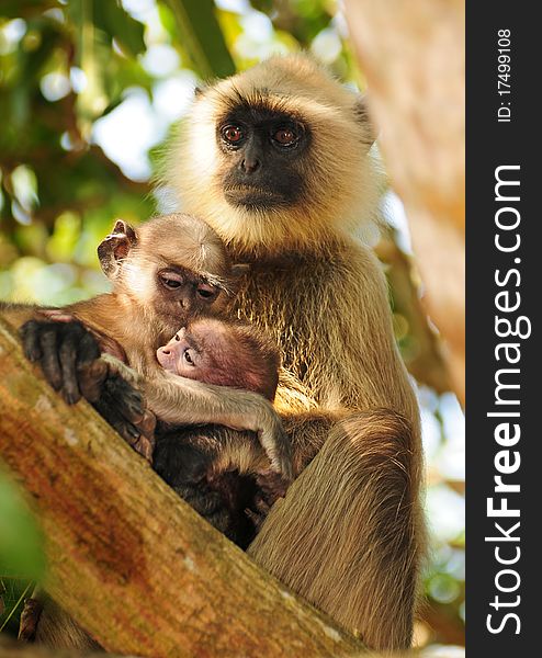 A touching moment showing the family bond in primates. Langur mother with her two children.