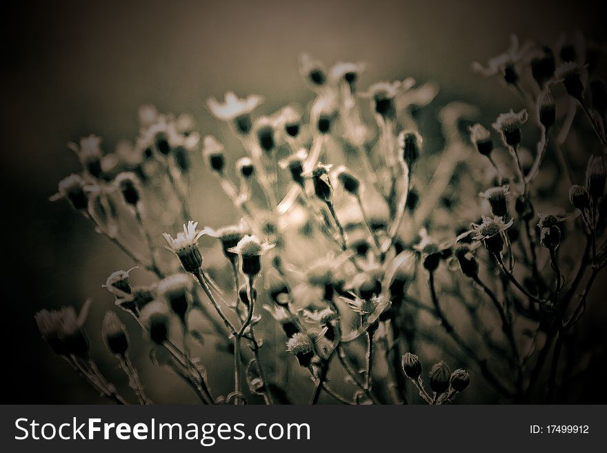 Beautiful Wild Flowers of vague back background