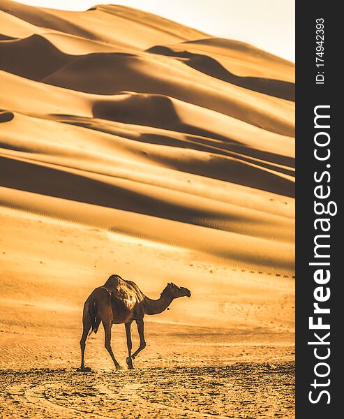 Photo Of Single Camel In Western Region Desert