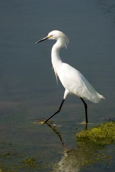 Egret Walking Royalty Free Stock Photography Egret Walking Royalty Free Stock Photography