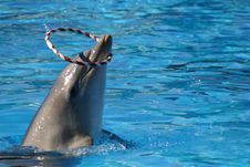 Dolphin And Hoop Royalty Free Stock Images Dolphin And Hoop Royalty Free Stock Images