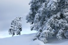 Big And Small Trees Royalty Free Stock Photos Big And Small Trees Royalty Free Stock Photos