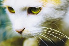 A Cat With Green Eyes Looking Stock Photo