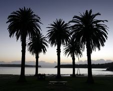 Palm Trees Stock Image Palm Trees Stock Image