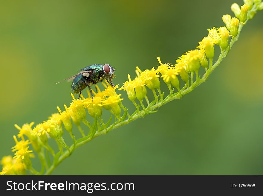 Green fly on a yellow flower macro shot. Green fly on a yellow flower macro shot