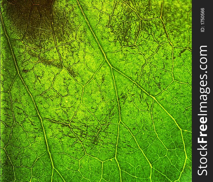 Very detailed macro of leaf