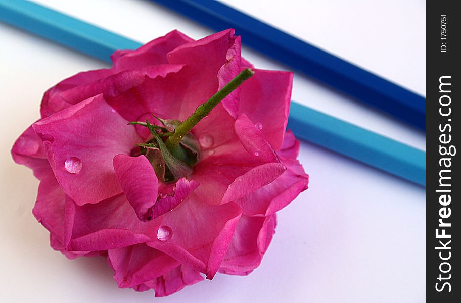 A pink rose photo with two blue pencils.