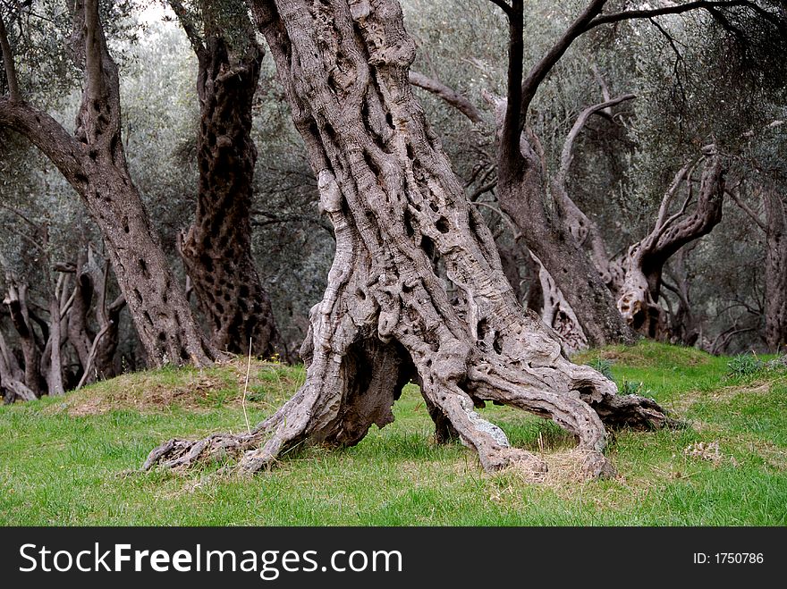 Olive tree at the montenegrian south. Olive tree at the montenegrian south