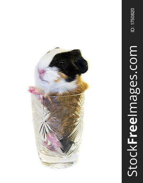 Baby guinea pig in the glass isolated