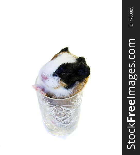 Baby guinea pig in the glass isolated