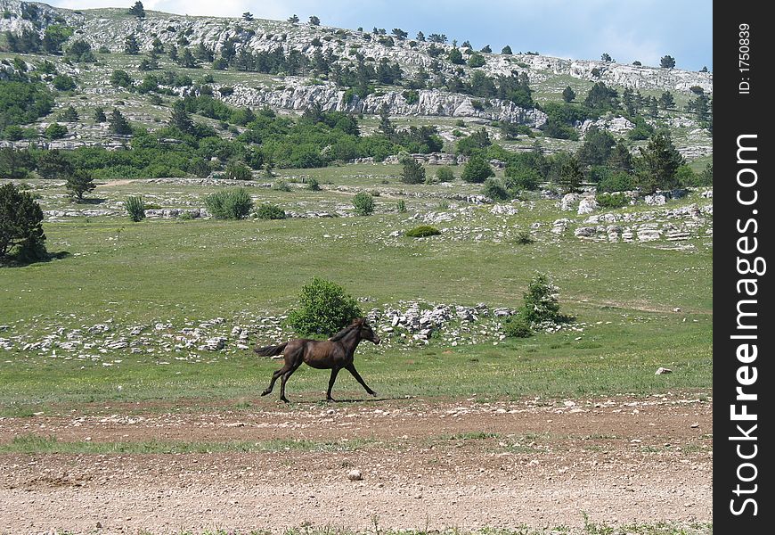 Crimea, Ai Petri Mountain, Horse