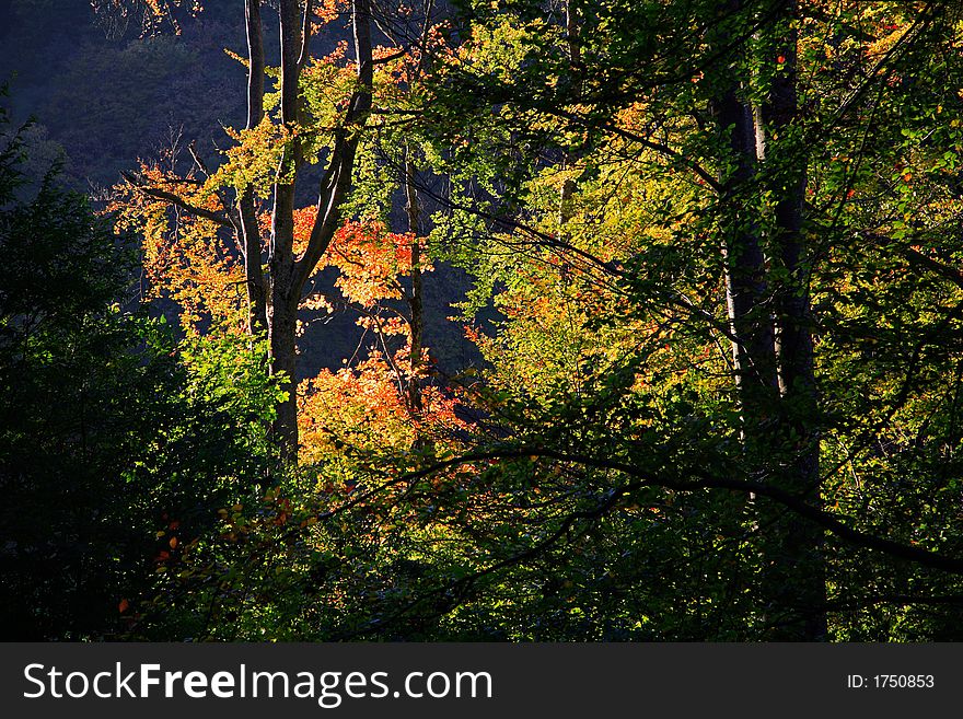 Colorful autumn forest in sunlight