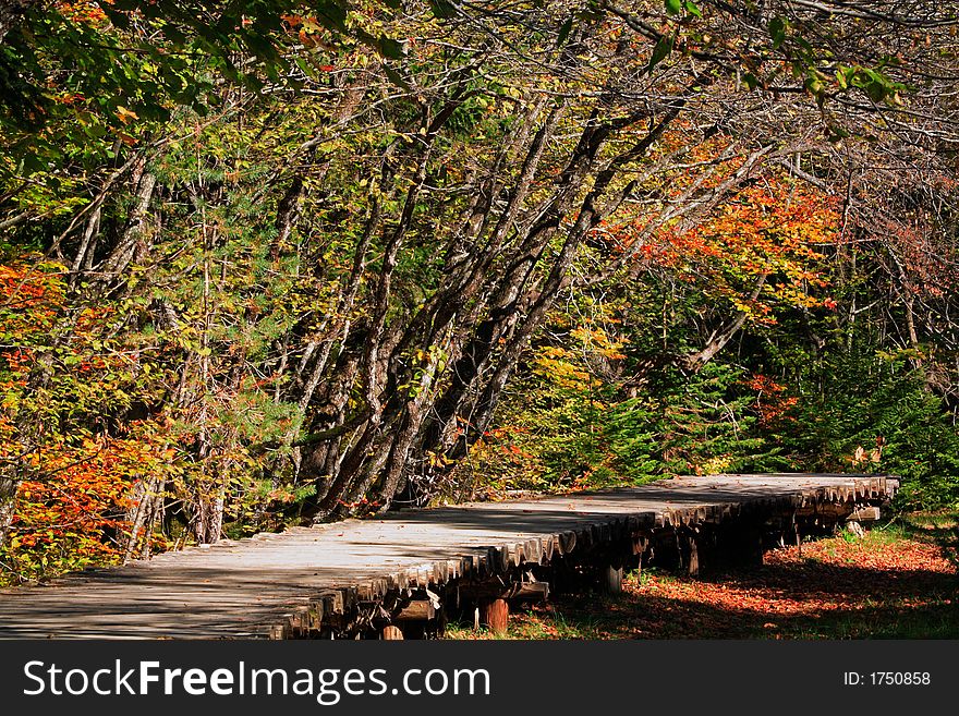 Path in colorful autumn forest. Path in colorful autumn forest