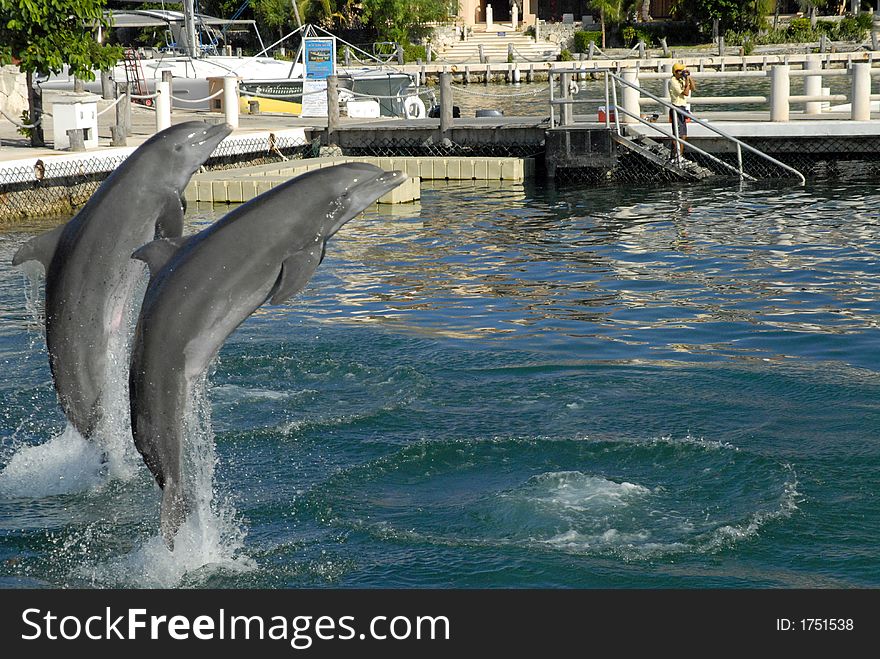 Two Dolphins jumping in Mexico. Two Dolphins jumping in Mexico