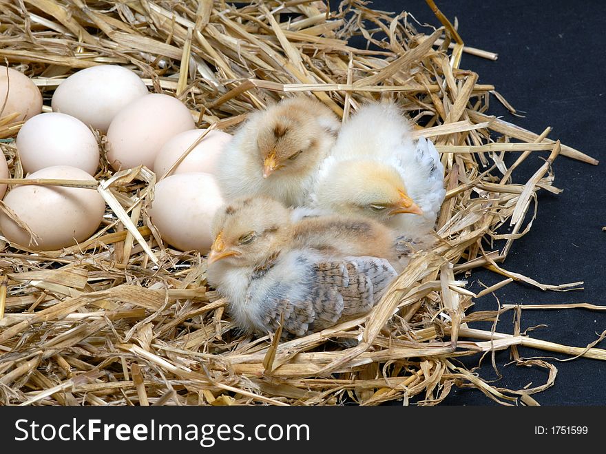 Three newly born chicken on straw