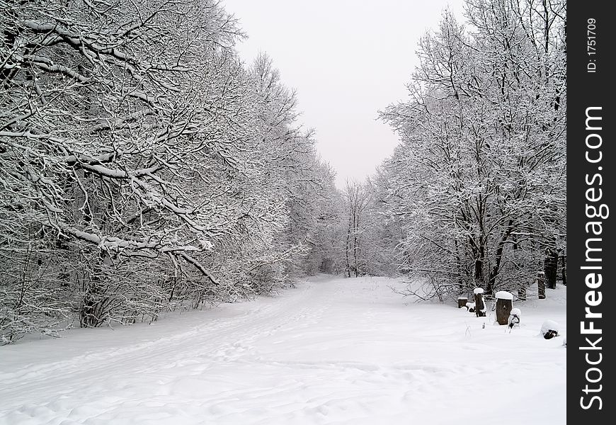 Winter forest road horizontal landscape with snow