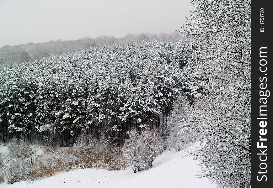 Winter horizontal landscape - snowy pines view from hill