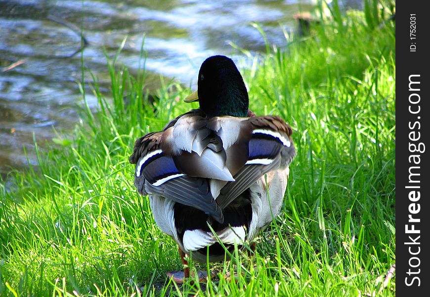Beautiful duck standing on a green grass. Beautiful duck standing on a green grass