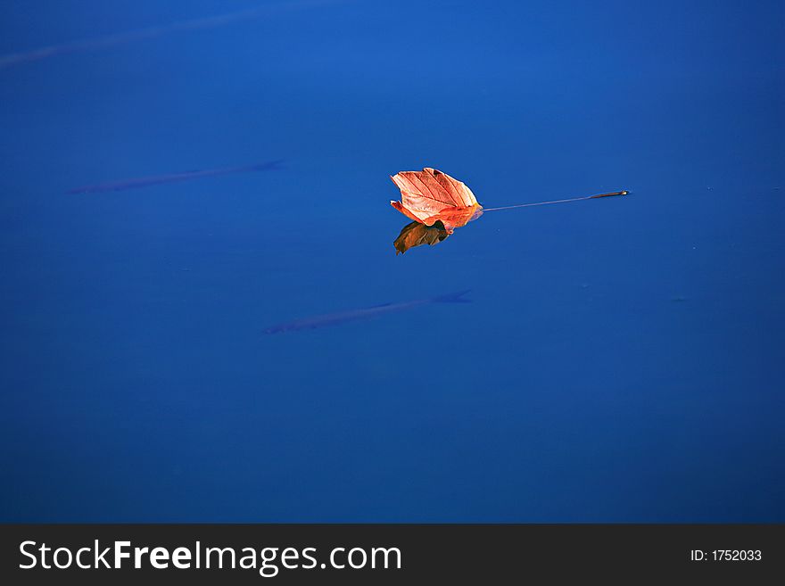 Autumn leaf on blue water