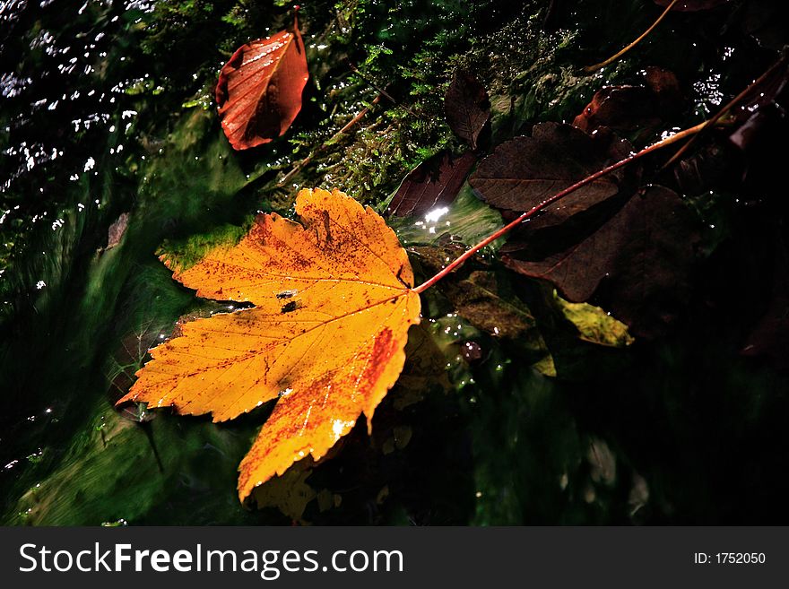 Autumn leaves on mossy stone