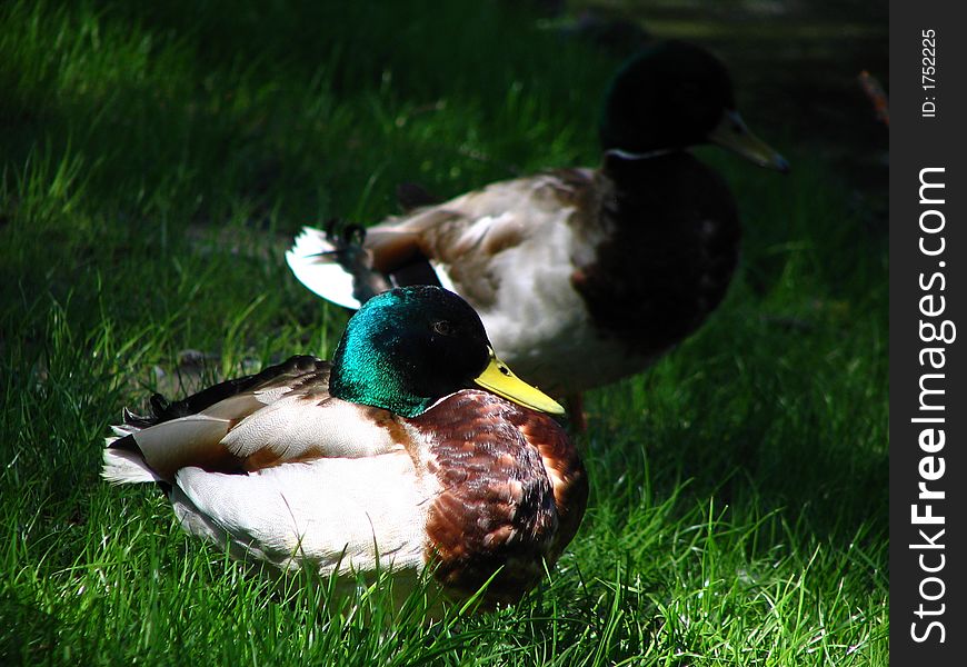 Beautiful ducks standing on a green grass. Beautiful ducks standing on a green grass